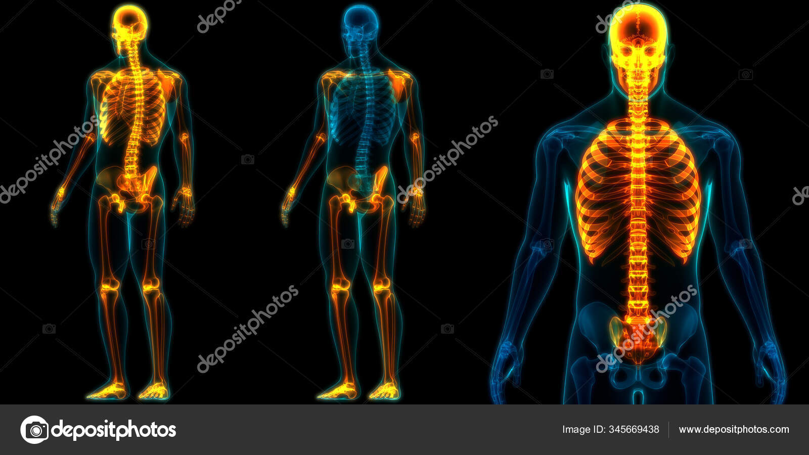 axial vs appendicular skeleton