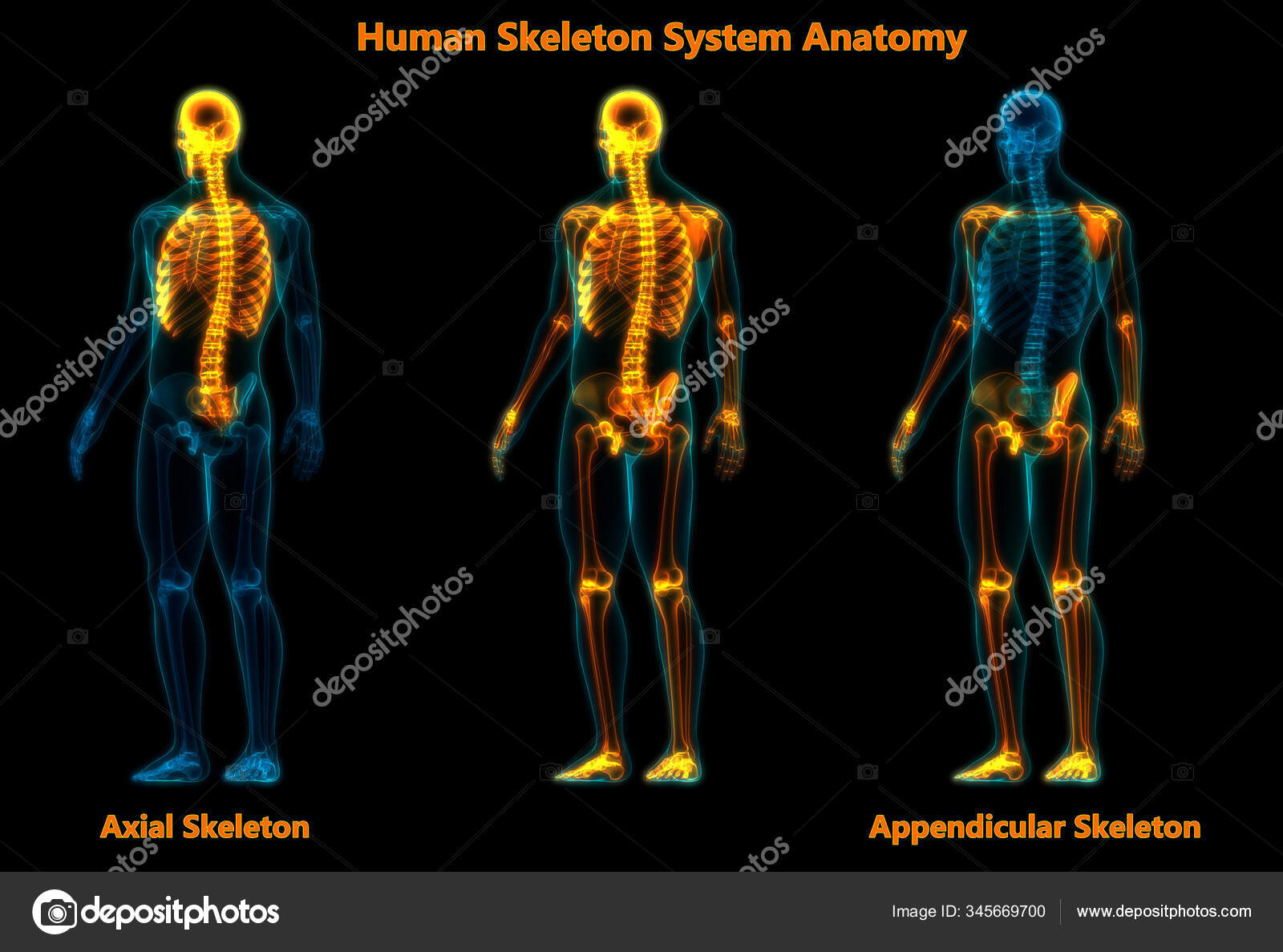 Appendicular Skeleton图库照片 免版税appendicular Skeleton图片 Depositphotos