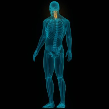 İnsan İskelet Sistemi Anatomisi 'nin Omurga Servikal Omurları. 3d