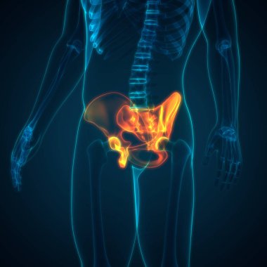 İnsan iskelet sistemi kalça anatomisi. 3D - Görüntü