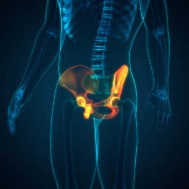 İnsan iskelet sistemi kalça anatomisi. 3D - Görüntü