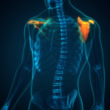 İnsan iskelet sistemi skapula kemik eklemleri anatomisi. Üç Boyut