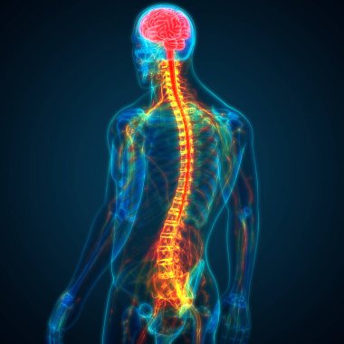 İnsan Sinir Sistemi Beyin Anatomisi Merkezi Organı. Üç Boyut