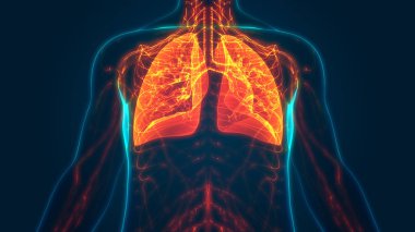 İnsan Solunum Sistemi Akciğerleri Anatomisi. Üç Boyut