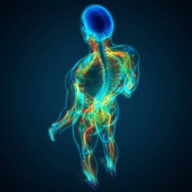 İnsan Sinir Sistemi Beyin Anatomisi Merkezi Organı. Üç Boyut