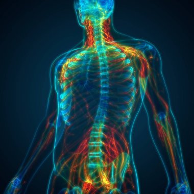 İnsan Sinir Sistemi Beyin Anatomisi Merkezi Organı. Üç Boyut