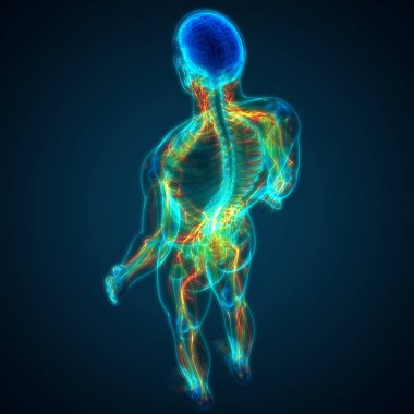 İnsan Sinir Sistemi Beyin Anatomisi Merkezi Organı. Üç Boyut