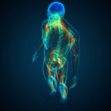 İnsan Sinir Sistemi Beyin Anatomisi Merkezi Organı. Üç Boyut