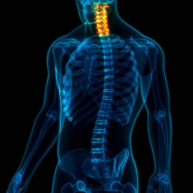 İnsan İskelet Sistemi Anatomisi 'nin Omurga Servikal Omurları. 3d