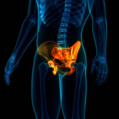 İnsan iskelet sistemi kalça anatomisi. 3D - Görüntü