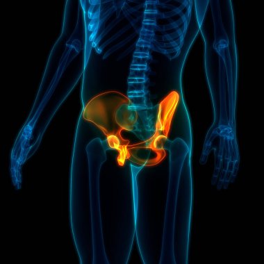 İnsan iskelet sistemi kalça anatomisi. 3D - Görüntü