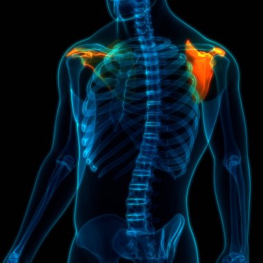 İnsan iskelet sistemi skapula kemik eklemleri anatomisi. Üç Boyut