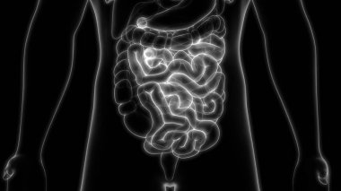 İnsan Sindirim Sistemi Anatomisi. Üç Boyut