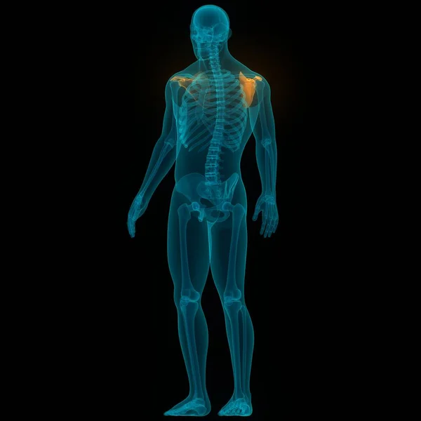 Human Skeleton System Scapula Bone Joints Anatomy 약자이다 — 스톡 사진