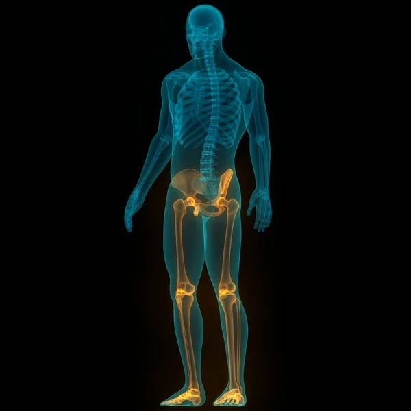Dores Nas Articulações Ósseas Corpo Humano Articulações Das Pernas Com — Fotografia de Stock