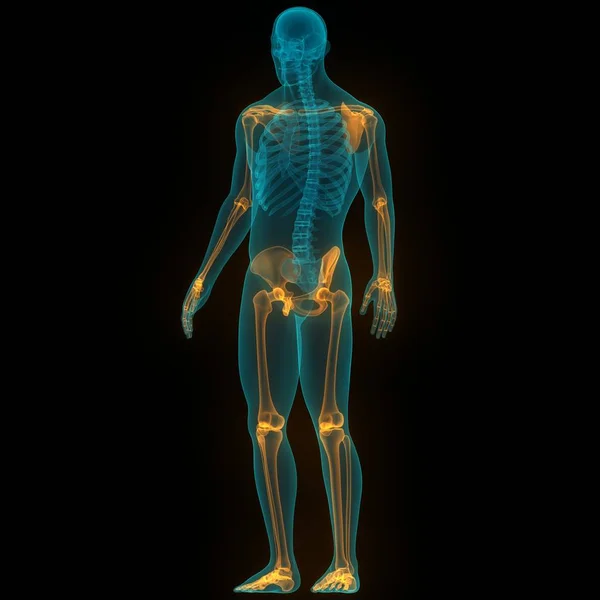 人体骨関節痛 股関節と骨盤の関節 — ストック写真