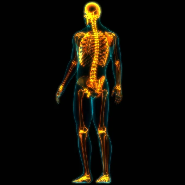 Ludzki Układ Szkieletowy Osiowy Anatomia Szkieletu — Zdjęcie stockowe