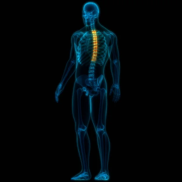 人間の骨格系の解剖学的構造の垂直列 — ストック写真