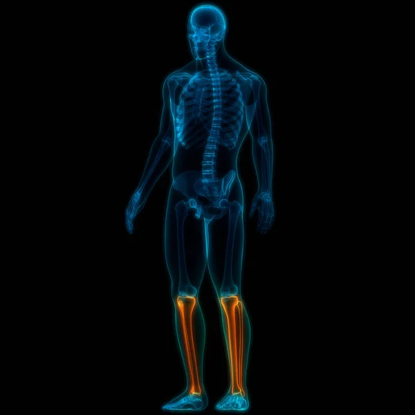 Human Skeleton System Legs Bones Joints Anatomy. 3D - Illustration