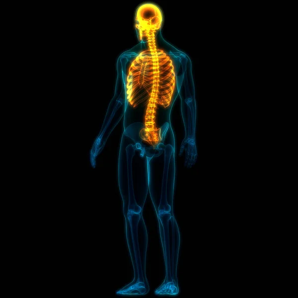 Ανθρώπινο Σκελετικό Σύστημα Αξονικός Σκελετός Ανατομία — Φωτογραφία Αρχείου