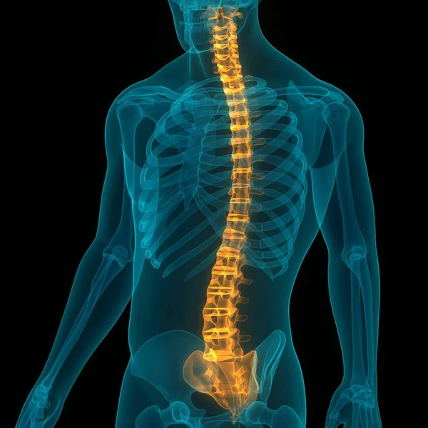 Coloana Vertebrală Anatomiei Sistemului Scheletului Uman — Fotografie, imagine de stoc