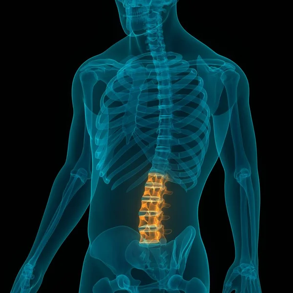 Vertebral Column Human Skeleton System Anatomy — Stock Photo, Image