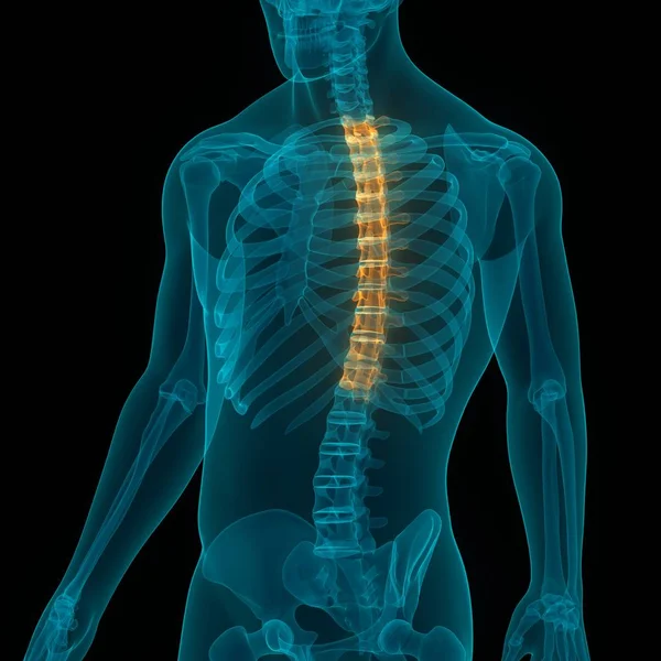 Coluna Vertebral Vértebras Torácicas Anatomia Sistema Esqueleto Humano — Fotografia de Stock