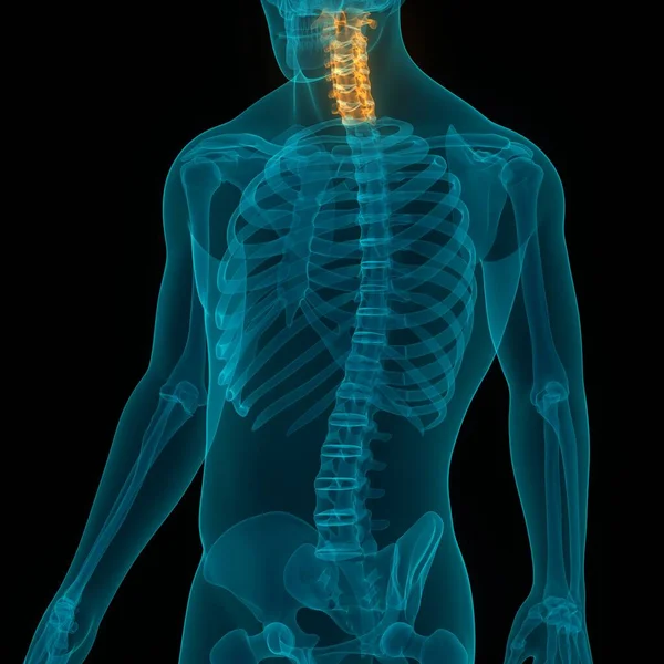 Сервісні Хребці Людської Скелетонової Системи Анатомія — стокове фото