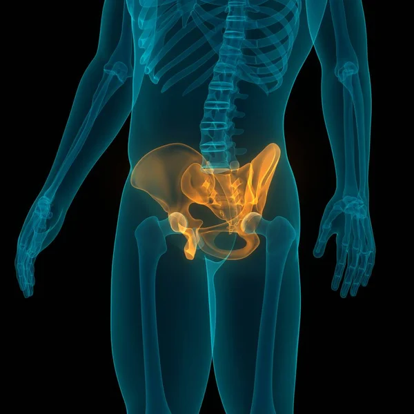 Human Skeleton System Hip Anatomy Ілюстрація — стокове фото