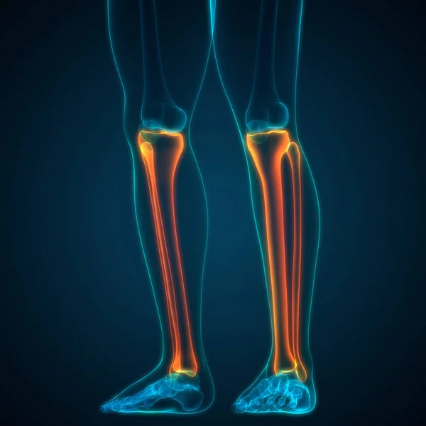시스템 Human Skeleton System Legs Bones Joints Anatomy 다음을 가리킨다 — 스톡 사진