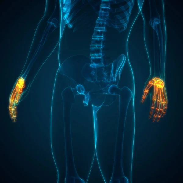 Human Skeleton System Bones Hands Anatomy — стокове фото