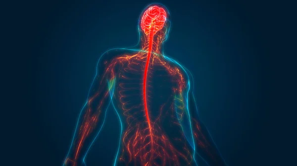 Ústřední Orgán Anatomie Lidského Nervového Systému — Stock fotografie
