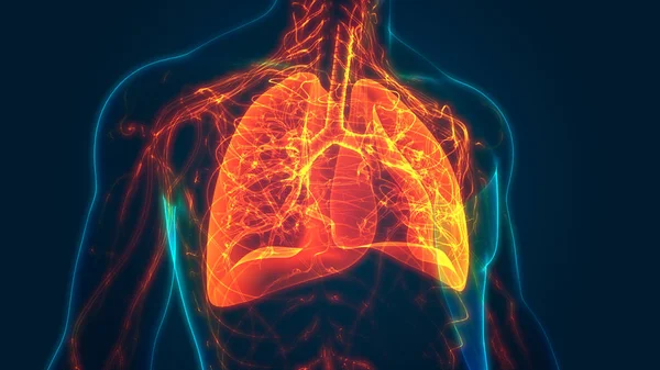 İnsan Solunum Sistemi Akciğerleri Anatomisi. Üç Boyut