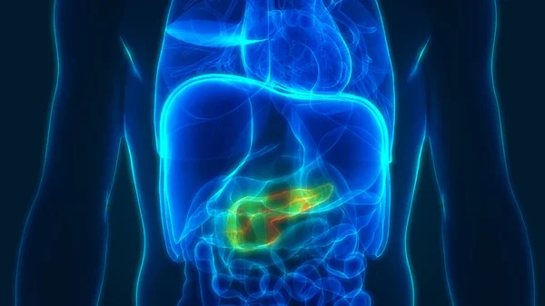 Anatomia Pâncreas Órgão Digestivo Interno Humano — Fotografia de Stock