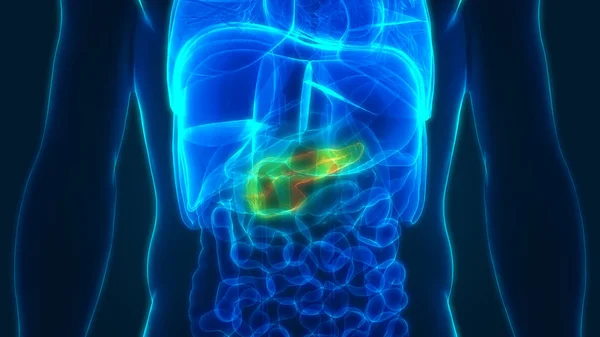 Anatomia Del Pancreas Dell Organo Digestivo Interno Umano — Foto Stock