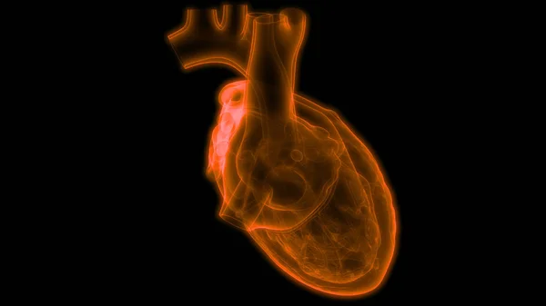 Human Heart Anatomy illustration. 3D