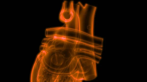 Illustration Zur Anatomie Des Menschlichen Herzens — Stockfoto