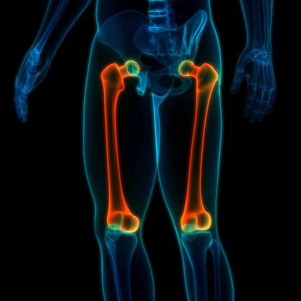 Ilustração Anatomia Das Articulações Ósseas Sistema Esqueleto Humano — Fotografia de Stock