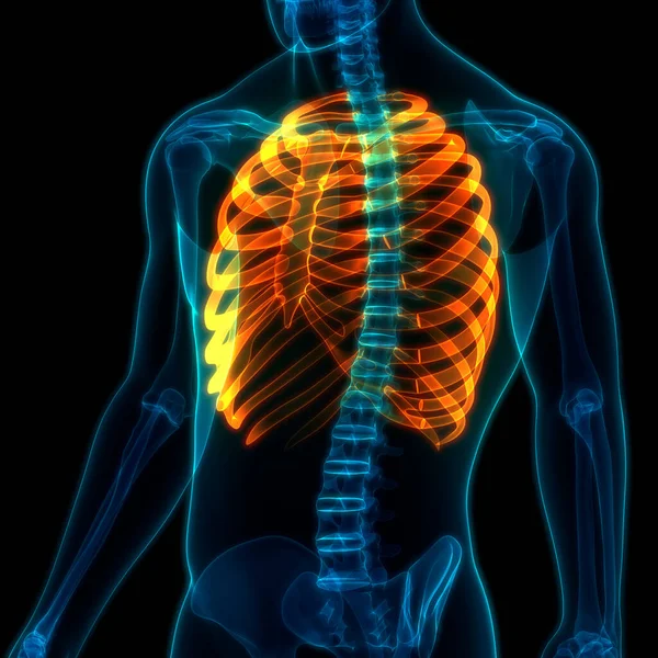 Ribs pain Images Search Images on Everypixel