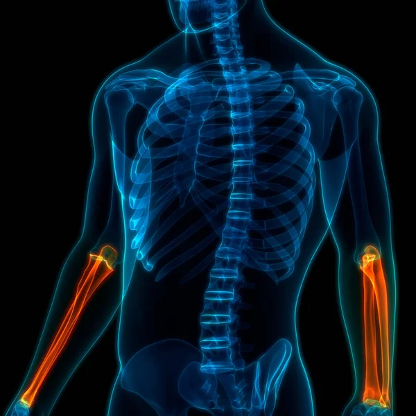 Ілюстрація Системи Людського Скелета Спільна Анатомія Кісток — стокове фото