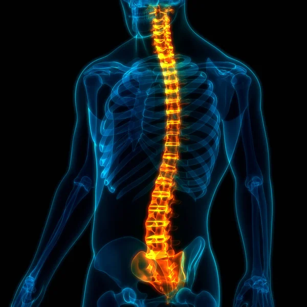 Columna Vertebral Anatomía Del Sistema Esquelético Humano — Foto de Stock