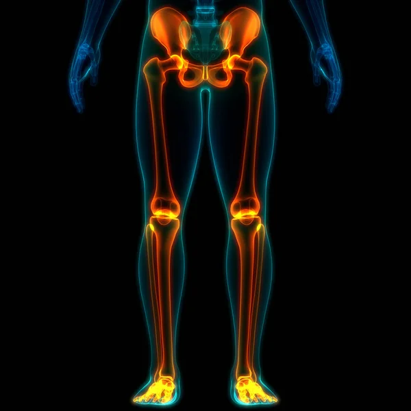 Emberi Test Csontos Ízületi Fájdalmak Lábízületek Csípővel Medencével — Stock Fotó