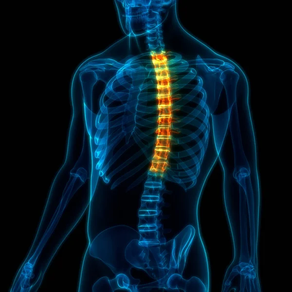 Vertebral Kolonn Bröstkorg Vertebrae Mänsklig Skelett System Anatomi Tredimensionell — Stockfoto