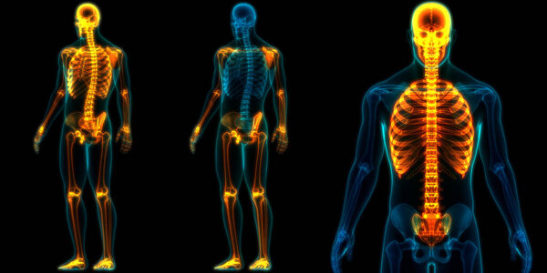 Осевая и аппендикулярная анатомия скелета человека. 3D
