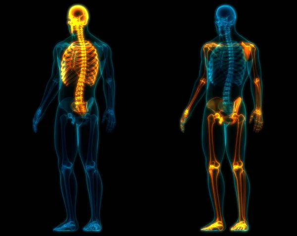 Anatomia Dello Scheletro Assiale Del Sistema Scheletrico Umano — Foto Stock