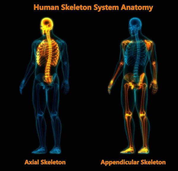Sistema Esquelético Humano Anatomía Del Esqueleto Axial —  Fotos de Stock
