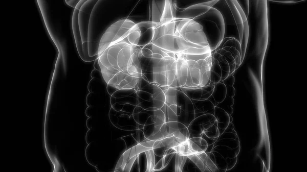 人体臓器の3Dイラスト — ストック写真