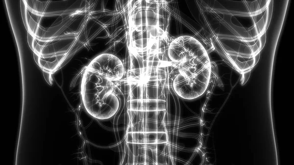 Nsan Vücut Organlarının Llüstrasyonu Böbrekler — Stok fotoğraf