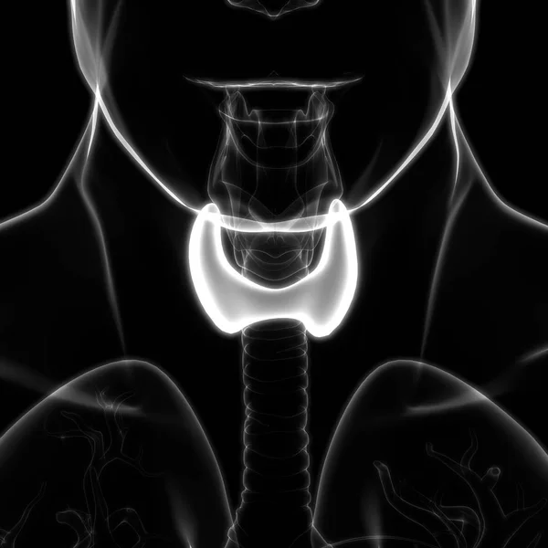 Анатомия Щитовидной Железы Человека — стоковое фото