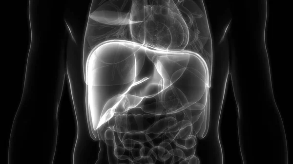 Human Body Organs Anatomy Liver Inglés — Foto de Stock